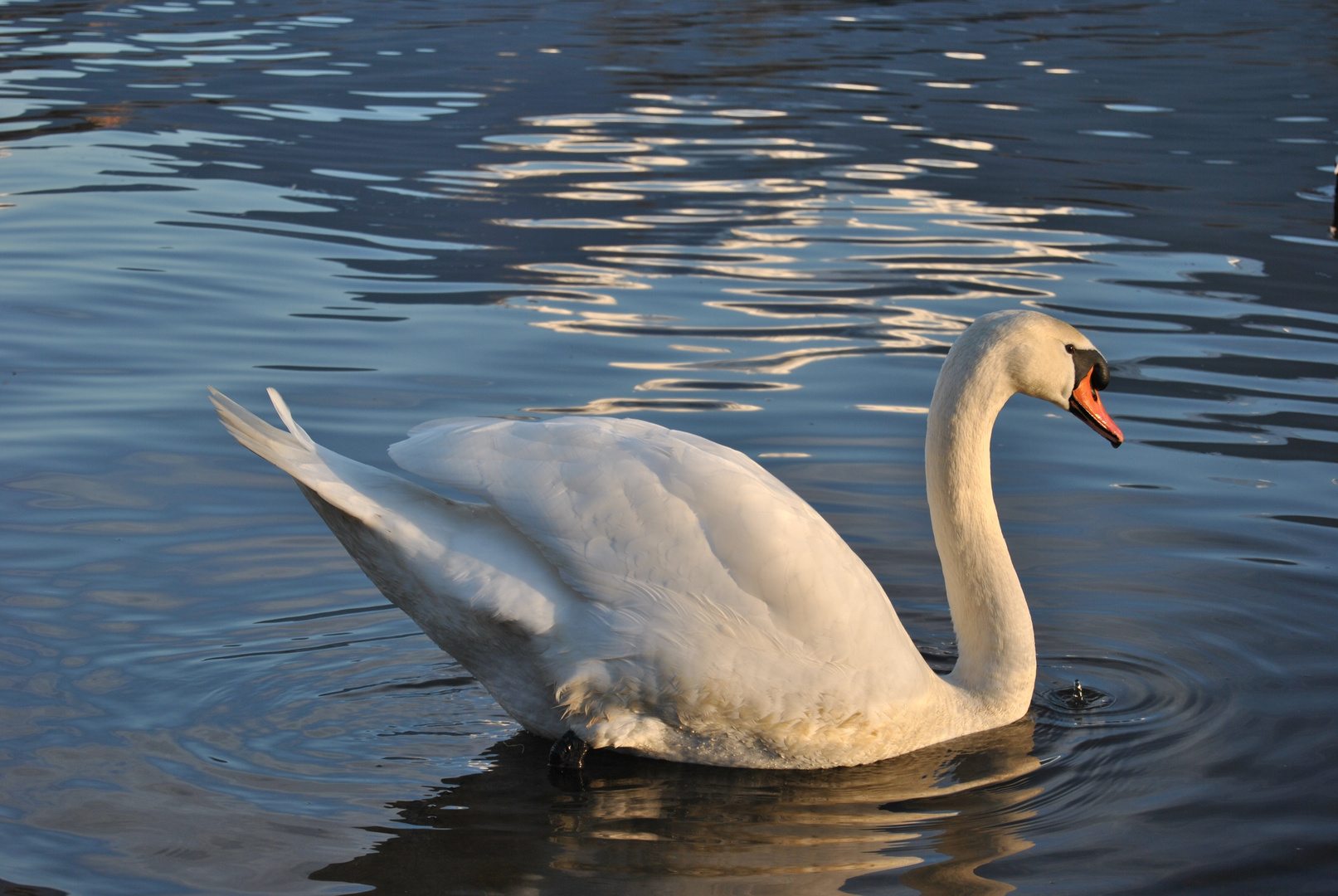 Swan