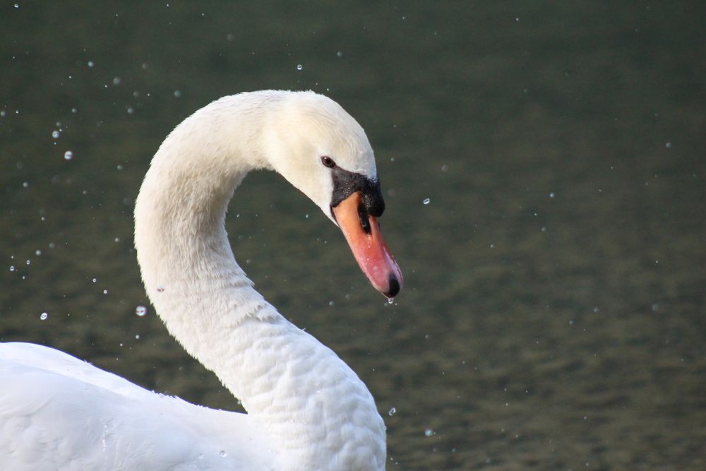 Swan