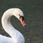 Swan