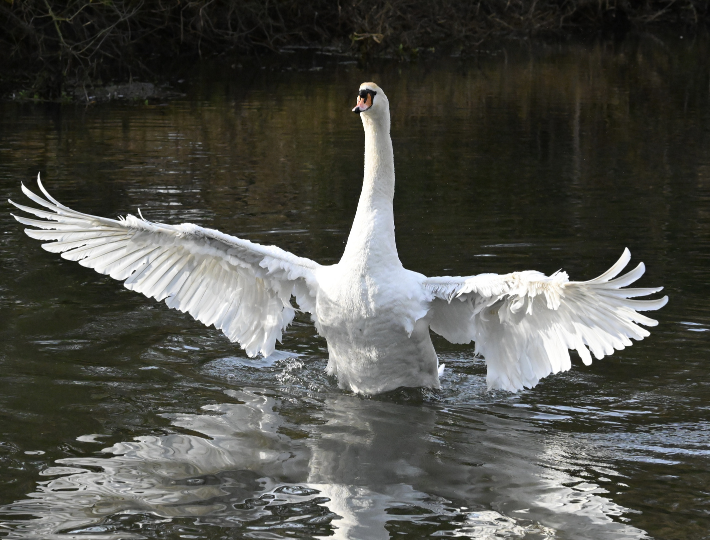 Swan display 2