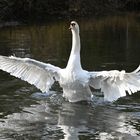 Swan display 2