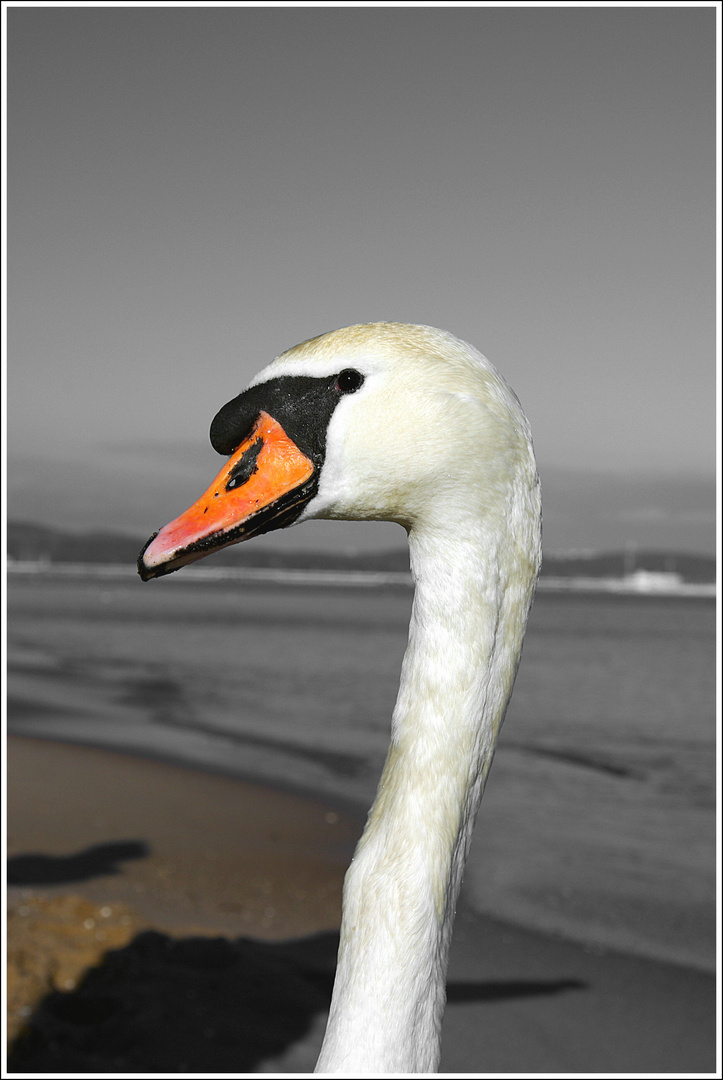 Swan