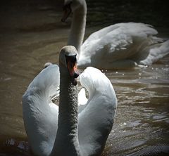 Swan