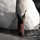 swan