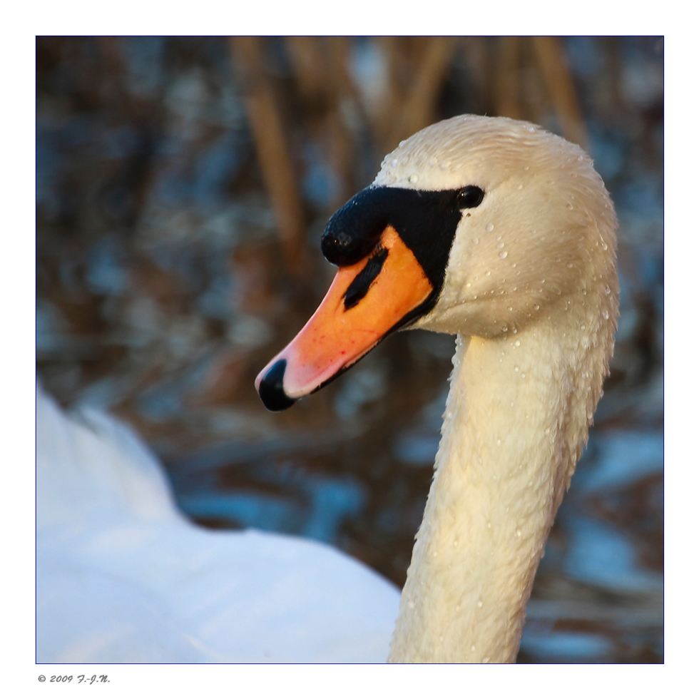 *Swan*