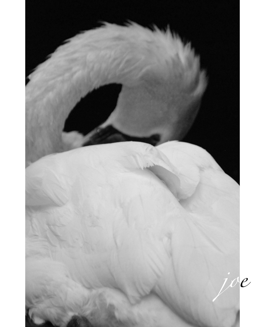 swan