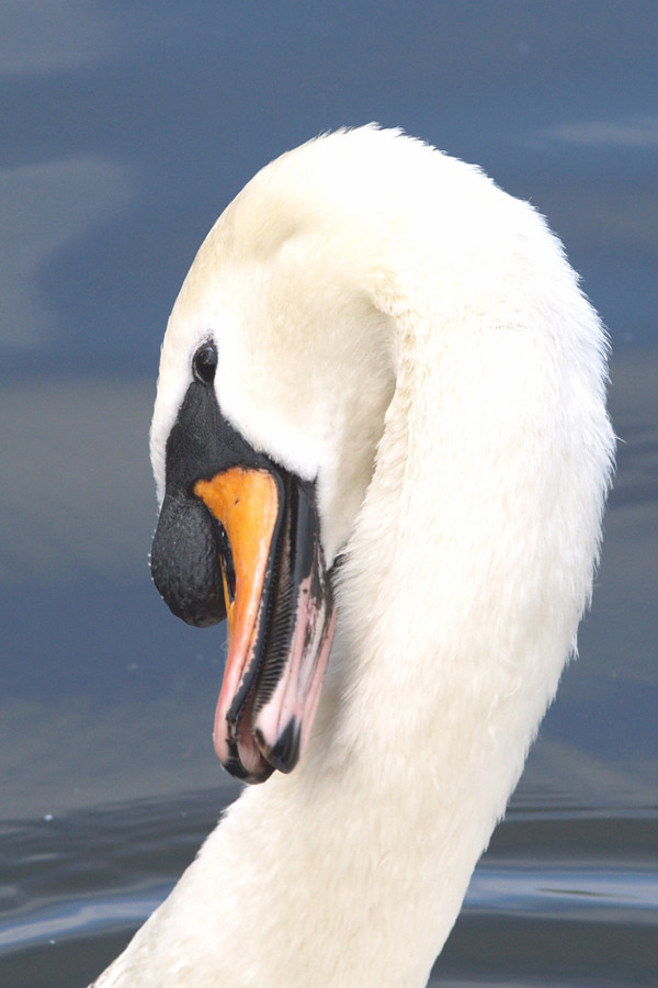 Swan, Earley Lake