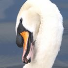 Swan, Earley Lake