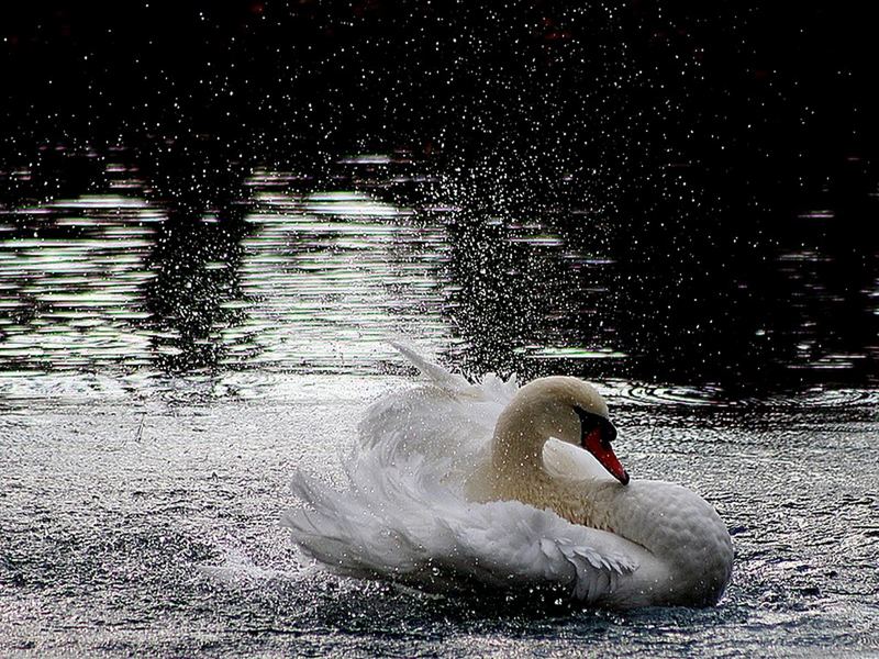 SWAN