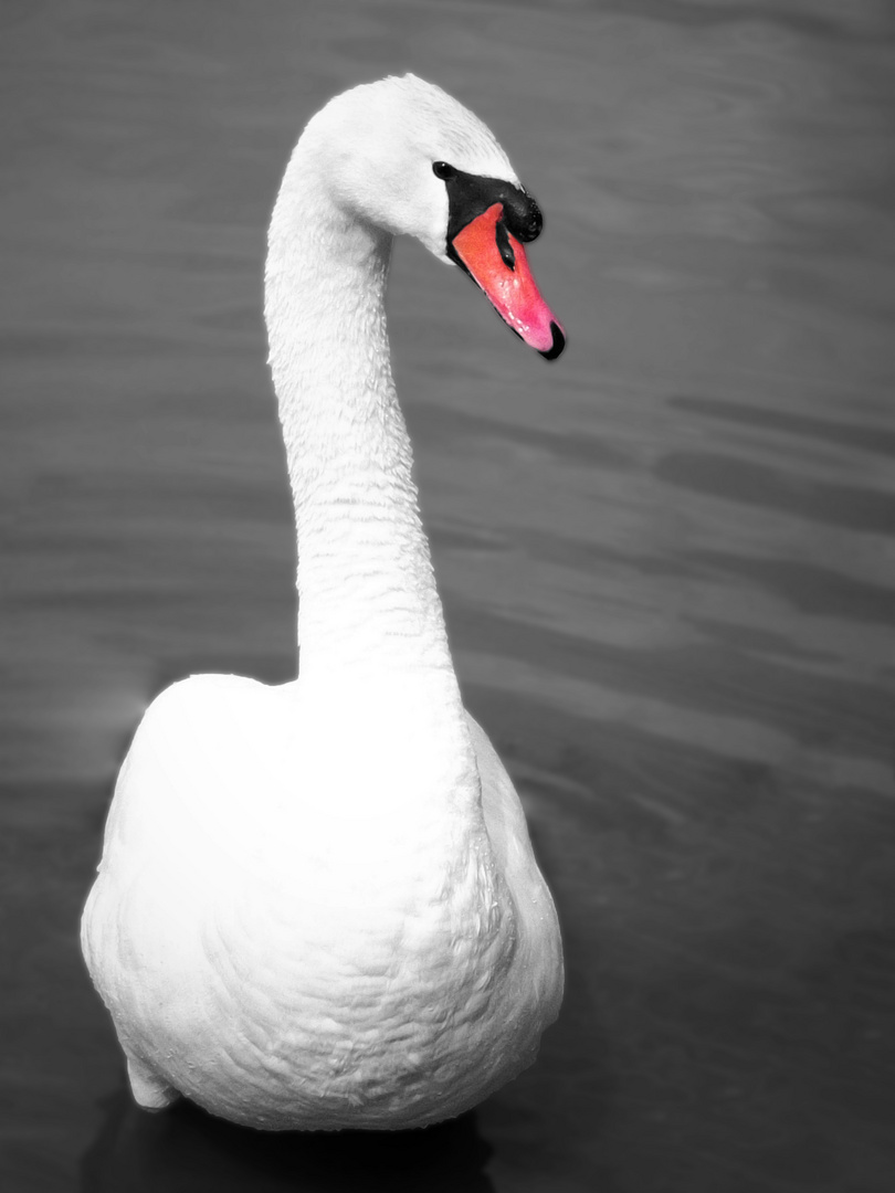 Swan