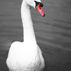 Swan