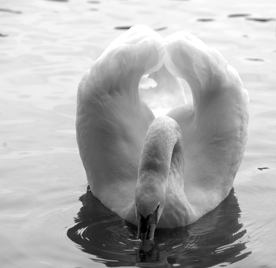 Swan