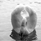 Swan