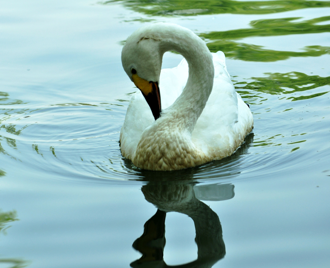 Swan