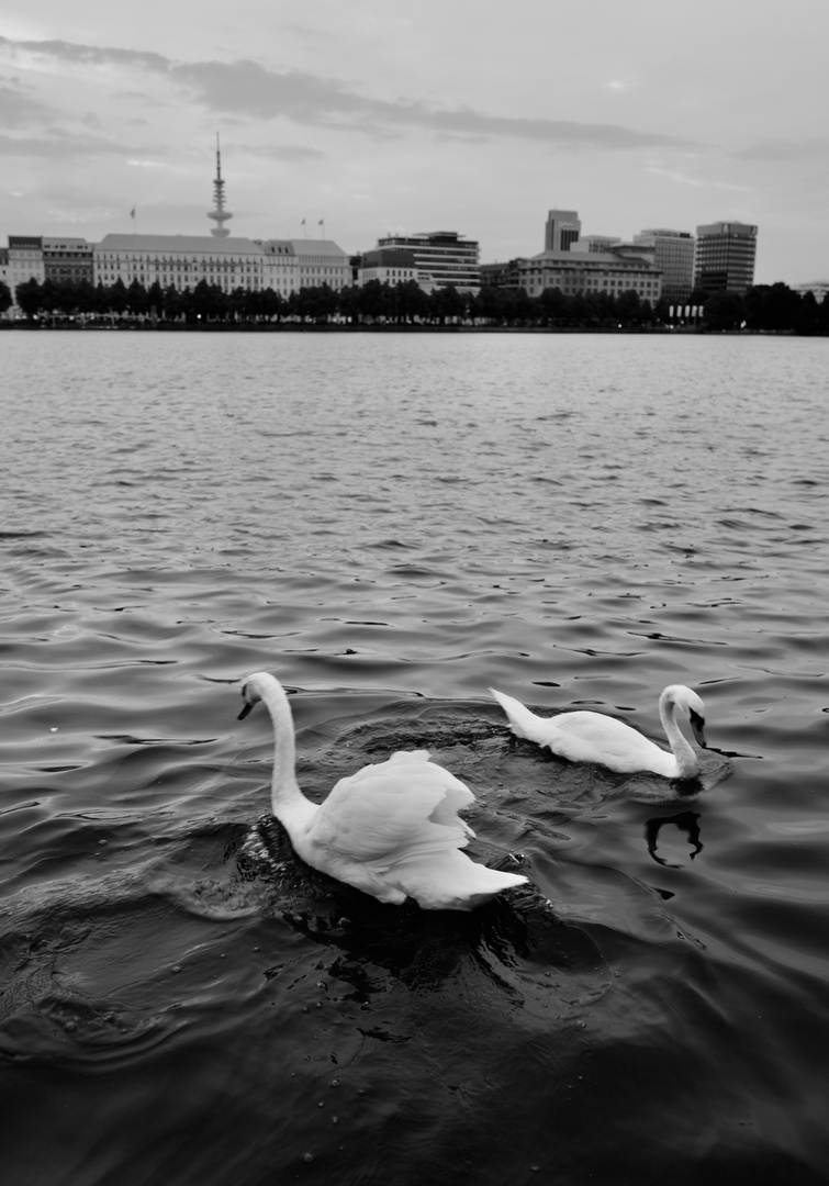 Swan Encounter