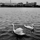 Swan Encounter