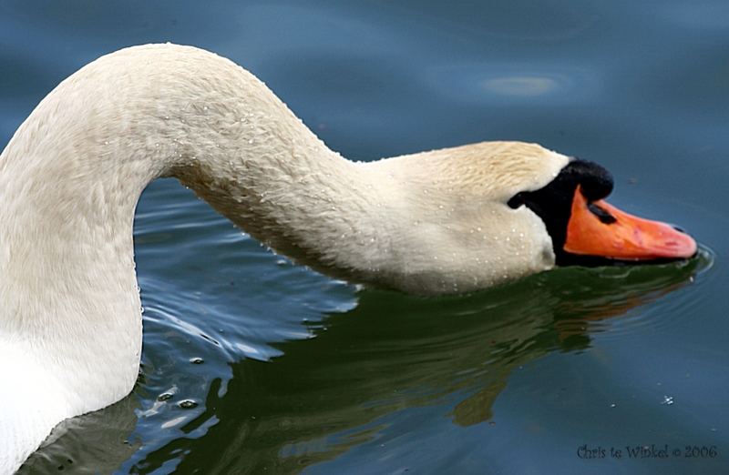 Swan