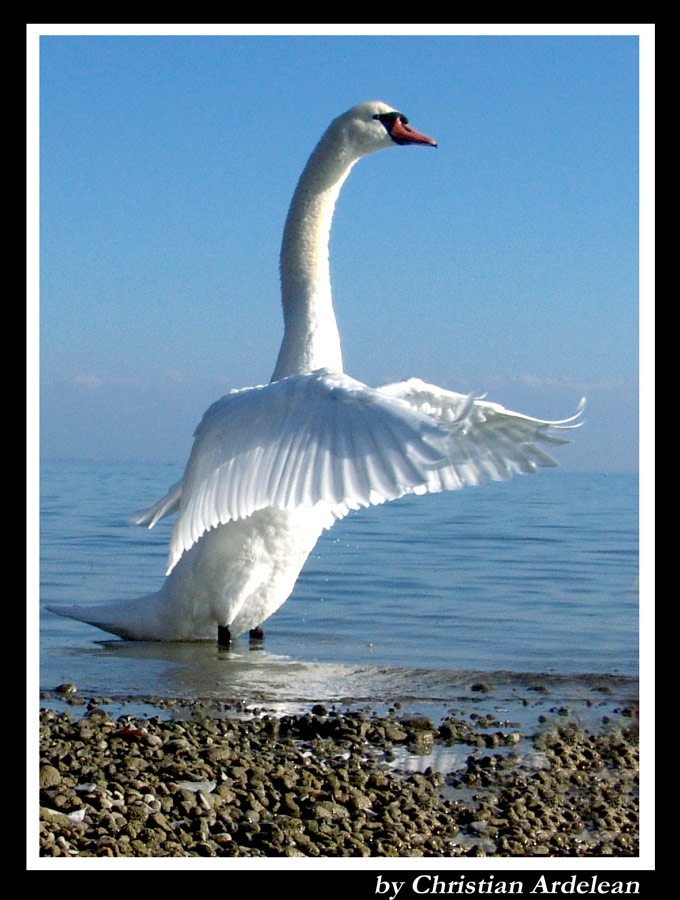 swan