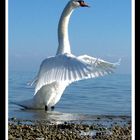 swan