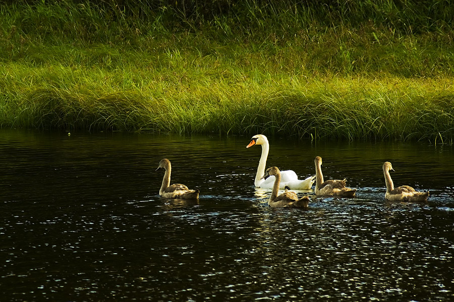 swan famili