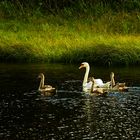 swan famili