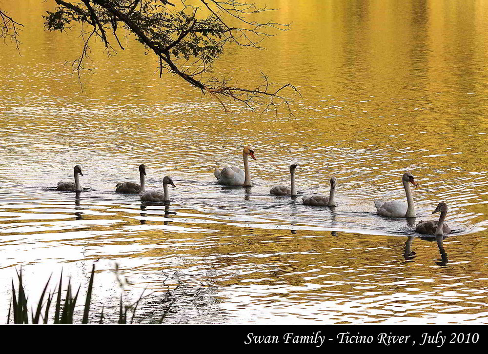 swan family