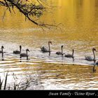 swan family