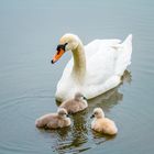 Swan family