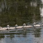 Swan Family