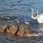 Swan family