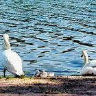 Swan family