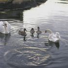 Swan family