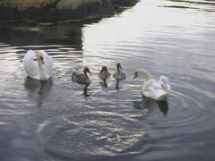 Swan family