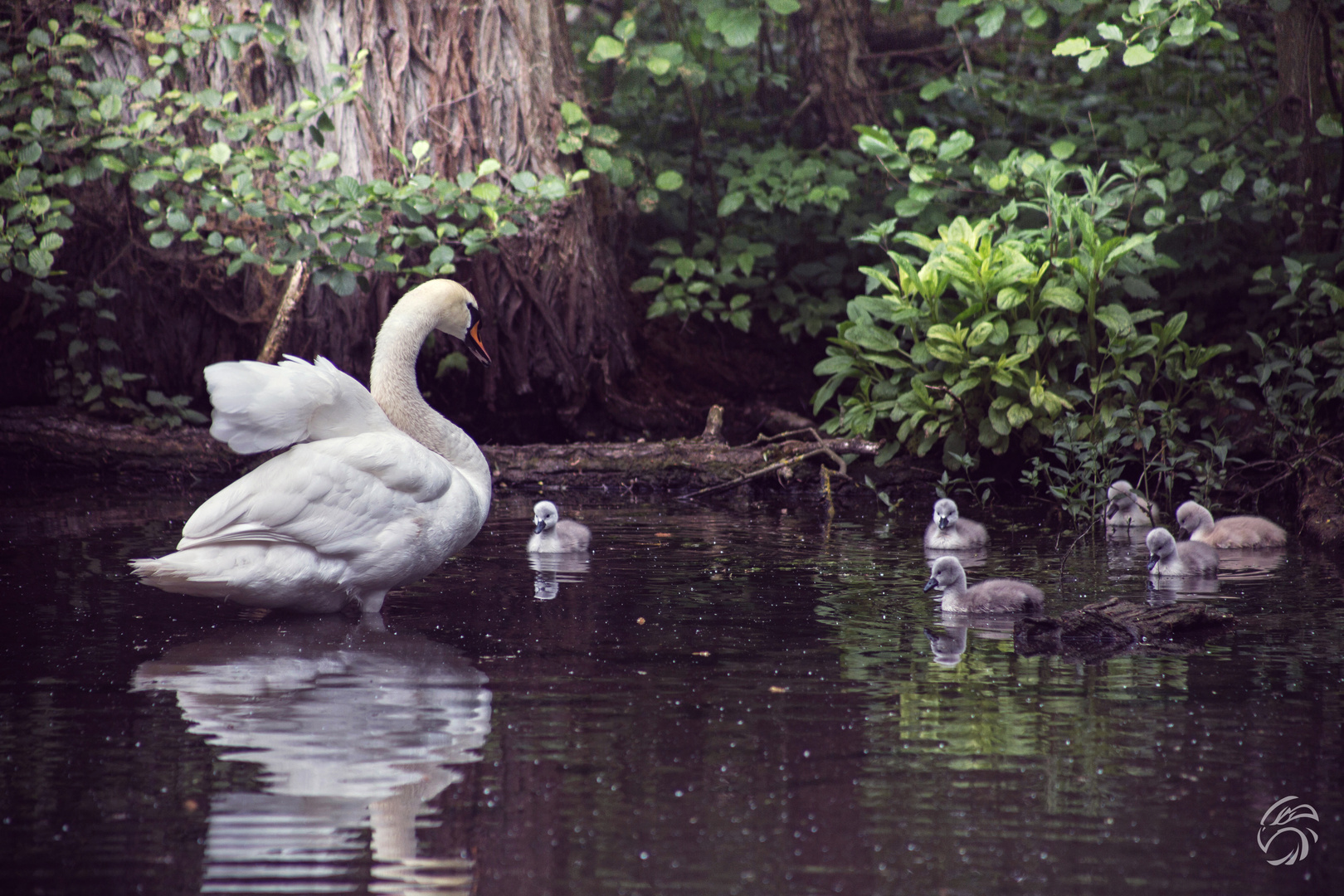 Swan Family