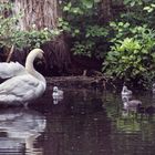 Swan Family