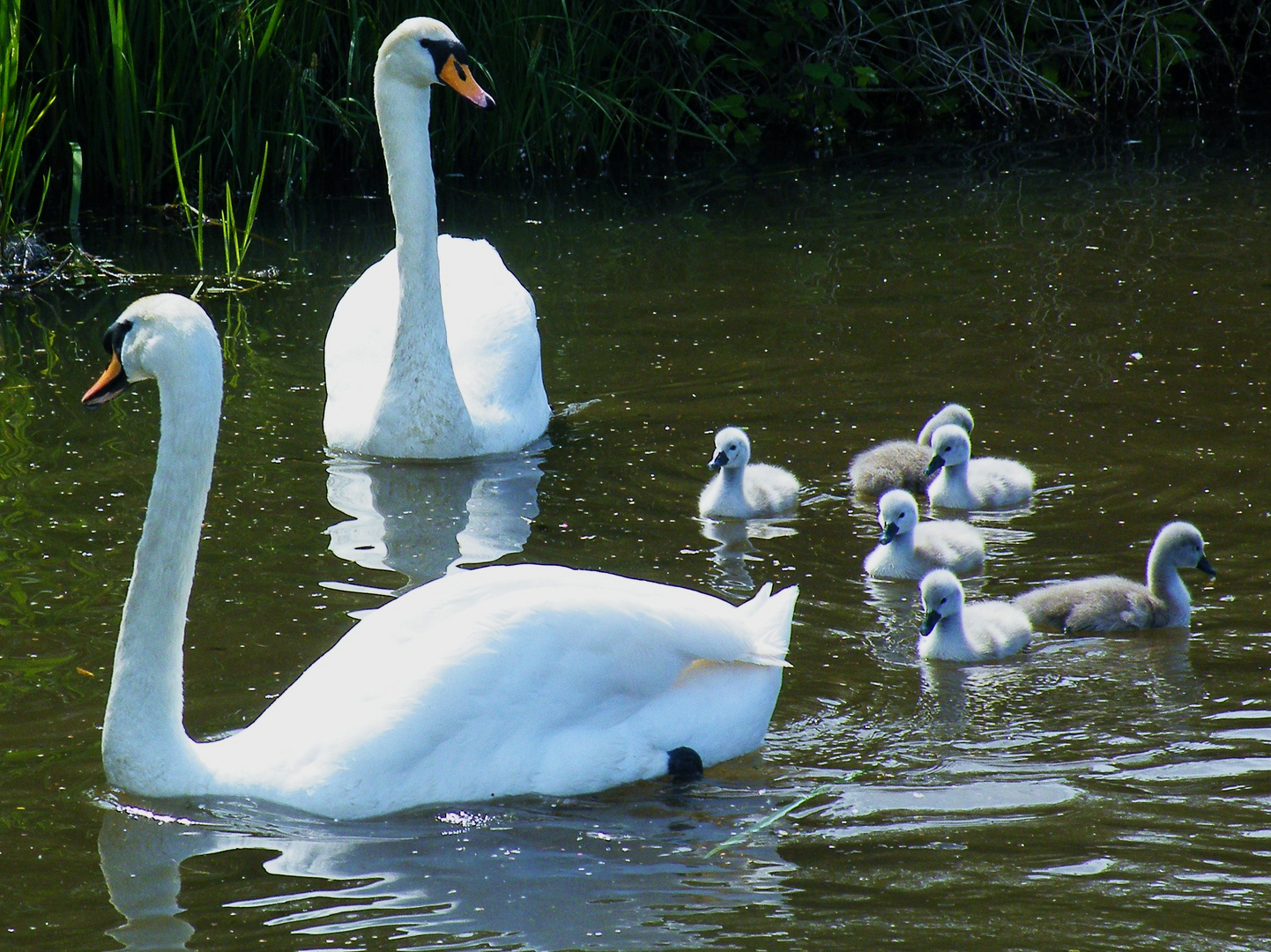 Swan family