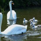 Swan family