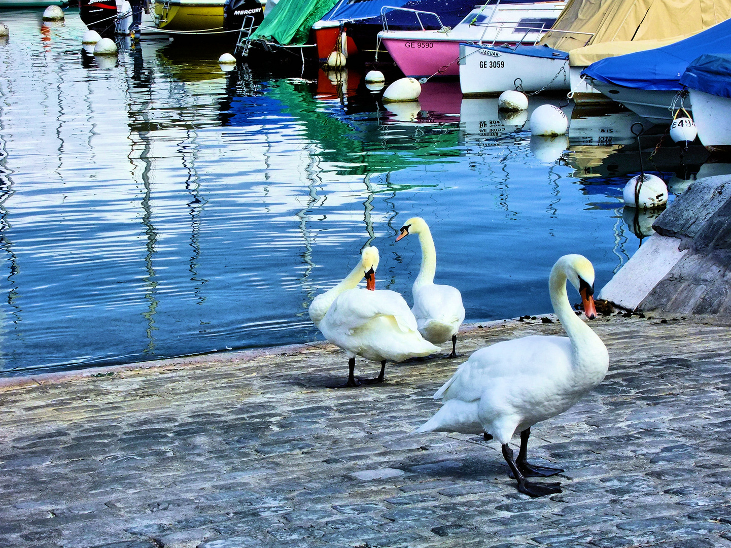 Swan family