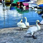 Swan family