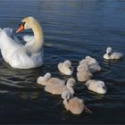 Swan family ..