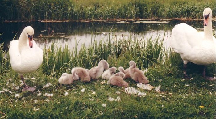 Swan Family on Dublins Royle Canal.