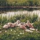 Swan Family on Dublins Royle Canal.