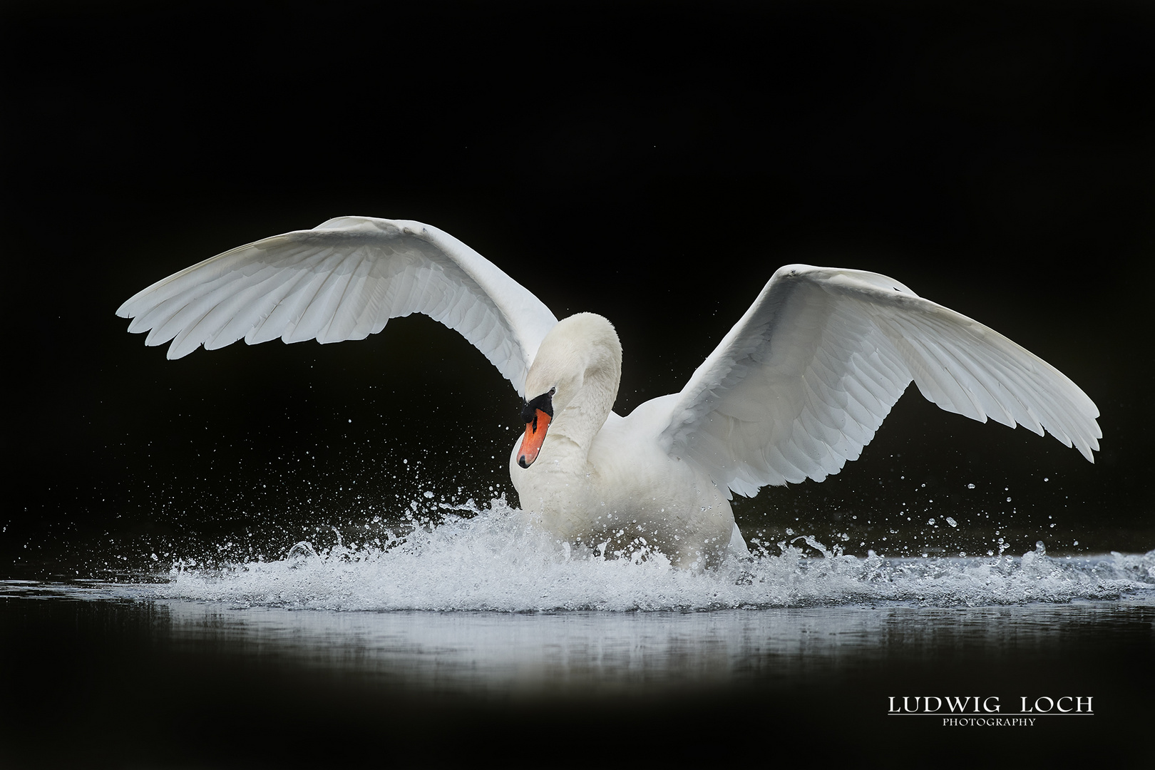 Swan flight