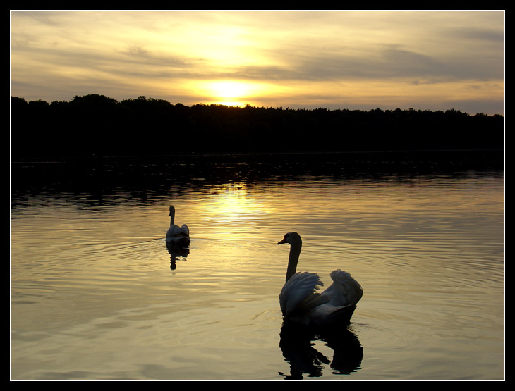 Swan Flirt