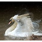 Swan having a good time  -  Schwanenbad