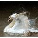 Swan having a good time  -  Schwanenbad