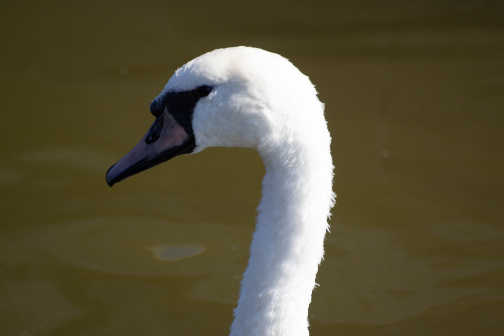 Swan Head