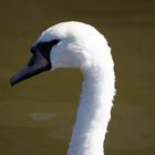 Swan Head