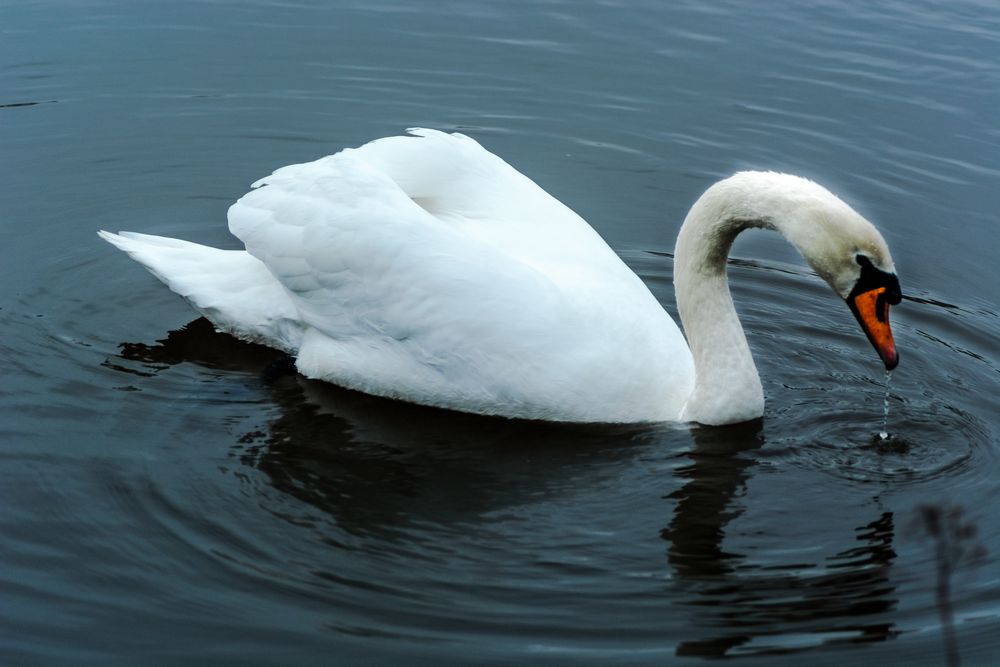 Swan II