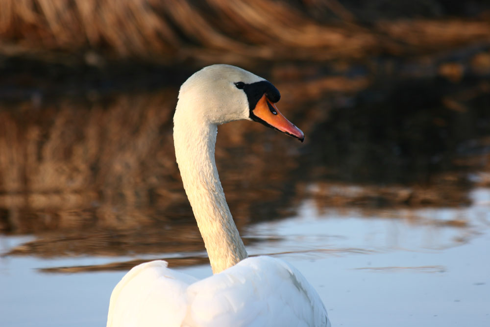 Swan II